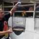 Menjemur Burung,