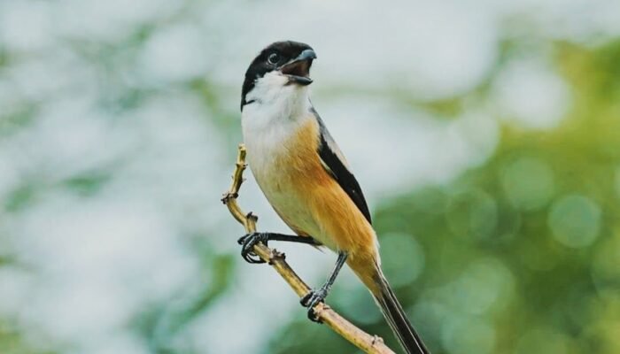 Burung Cendet Malas Ngoceh? Ini 7 Jurus Ampuh Biar Si Gacor Balik Ngicau Lagi