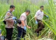 Tewas di kebun tebu, Berita Situbondo