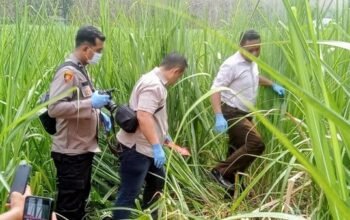 Tewas di kebun tebu, Berita Situbondo