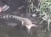 Buaya Berukuran Besar Kerap Muncul di Sungai Gunung Anyar Surabaya
