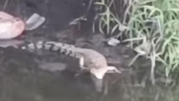 Buaya besar, Sungai Gunung Anyar