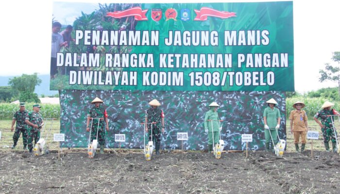 Dukung Ketahanan Pangan, Danrem Bersama Petani Halut Tanam Jagung Manis Komoditas Unggulan