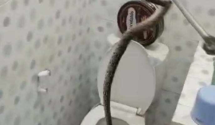 Gempar! Warga Gresik Dikagetkan dengan Kemunculan Ular Piton Dalam Kloset WC