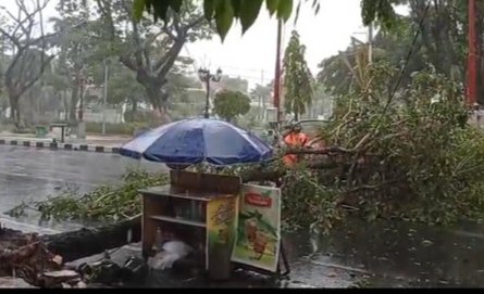 Pohon tumbang, Berita lamongan