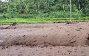 Sawah terendam banjir, Berita Jember