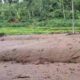 Sawah terendam banjir, Berita Jember