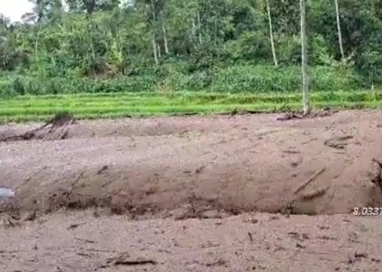 Sawah terendam banjir, Berita Jember