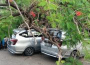 Pohon tumbang, Timpa mobil