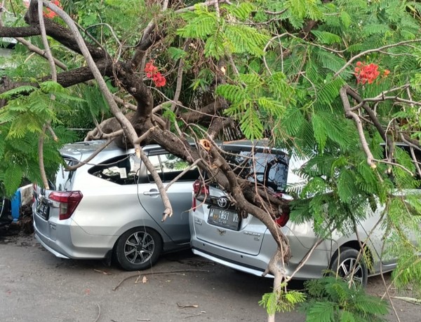 Pohon tumbang, Timpa mobil