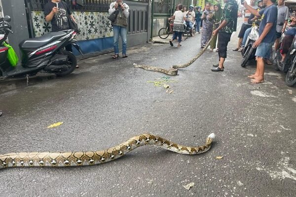 Kemunculan 3 Ular Sanca Berukuran Besar Saat Banjir Gegerkan Warga Sidoarjo