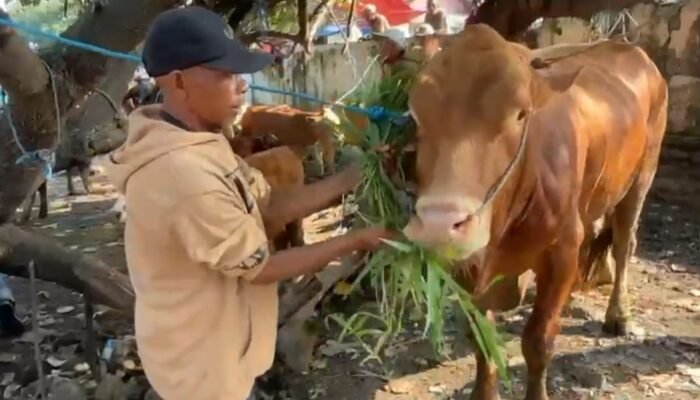 PMK Kembali Mewabah, Disperta Mojokerto Periksa Sapi di Pasar Pandanarum