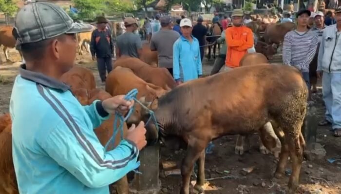 Wabah PMK Hantam Pedagang Sapi di Mojokerto, Penjualan Turun Drastis