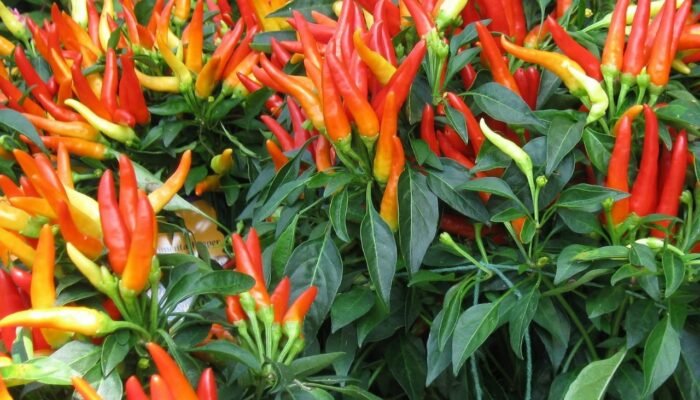 Melonjaknya Harga Cabai Jadi Berkah Tersendiri Bagi Petani di Mojokerto