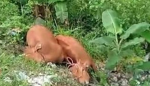 Bangkai sapi, Terjangkit PMK