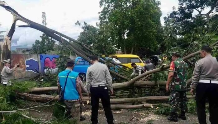 Cuaca Ekstrem, Sembilan Pohon Tumbang di Malang