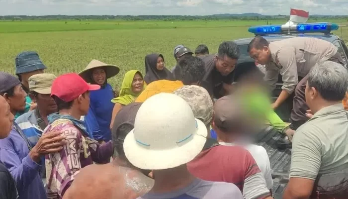 Petani di Jombang Ditemukan Meninggal di Sawah, Diduga Sakit