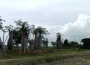 Usaha Bonsai di Jawa Timur: Keunikan, Dedikasi, dan Peluang di Pasar Lokal