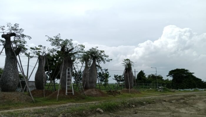 Usaha Bonsai di Jawa Timur: Keunikan, Dedikasi, dan Peluang di Pasar Lokal