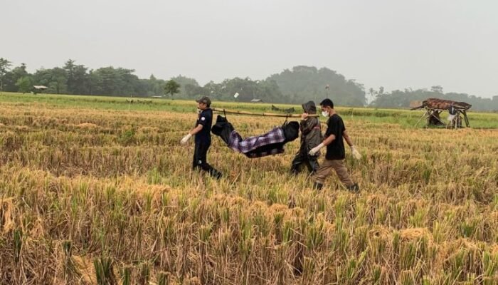 Warga Jember Digemparkan Penemuan Mayat Lansia di Area Persawahan
