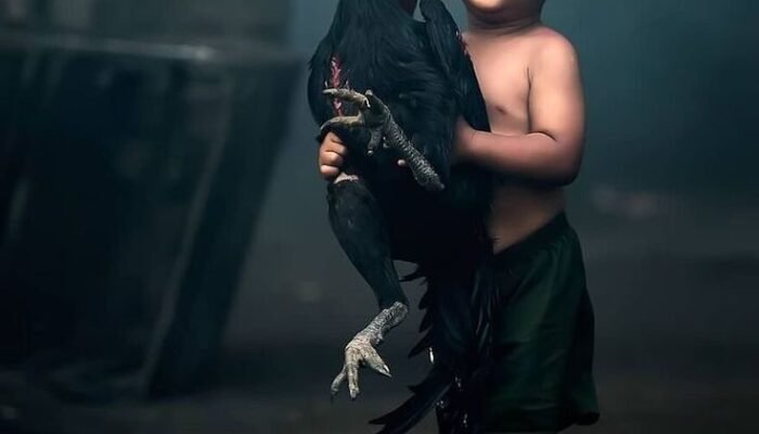 Kenapa Ayam Bangkok Mahal? Ini Alasannya!