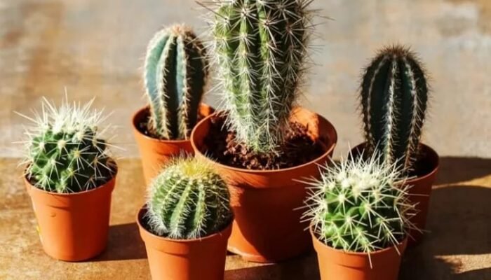 Ingin Merawat Kaktus Mini di Rumah? Simak Tips Mudah Ini!