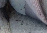 Cara Mencegah Semut Masuk ke Dalam Kabin Mobil, Gampang Kok!