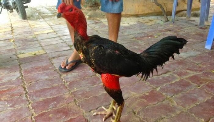 Ayam Saigon: Ciri Khas, Keunggulan, dan Cara Merawatnya agar Siap Laga