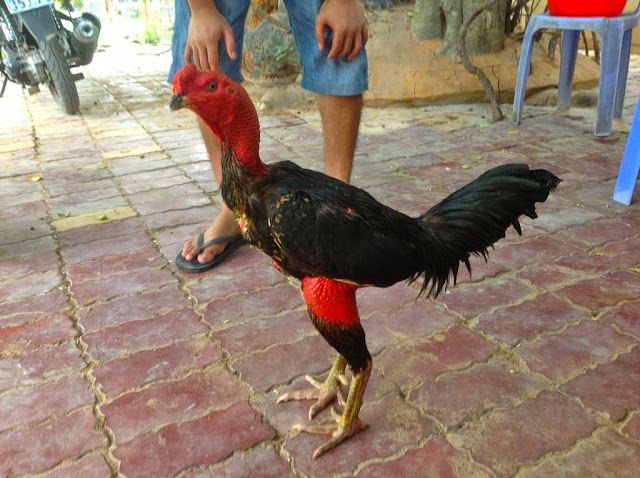 ayam saigon