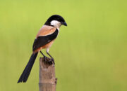 Burung Cendet