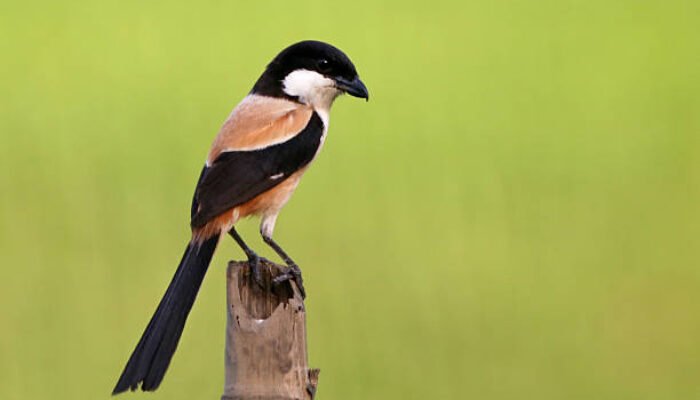 Burung Cendet: Si Gacor Galak yang Makin Dicari di 2025