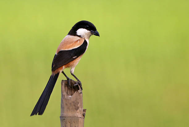 Burung Cendet