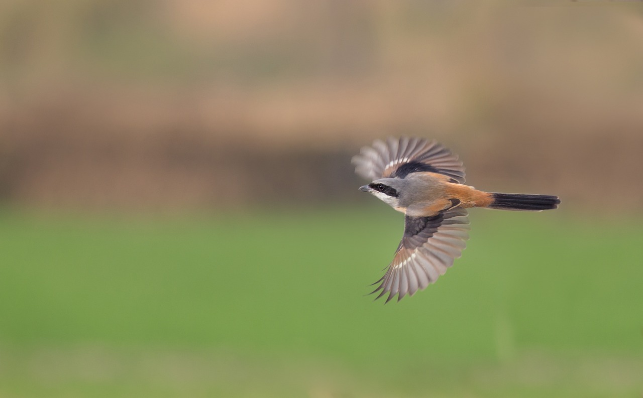 Burung Cendet