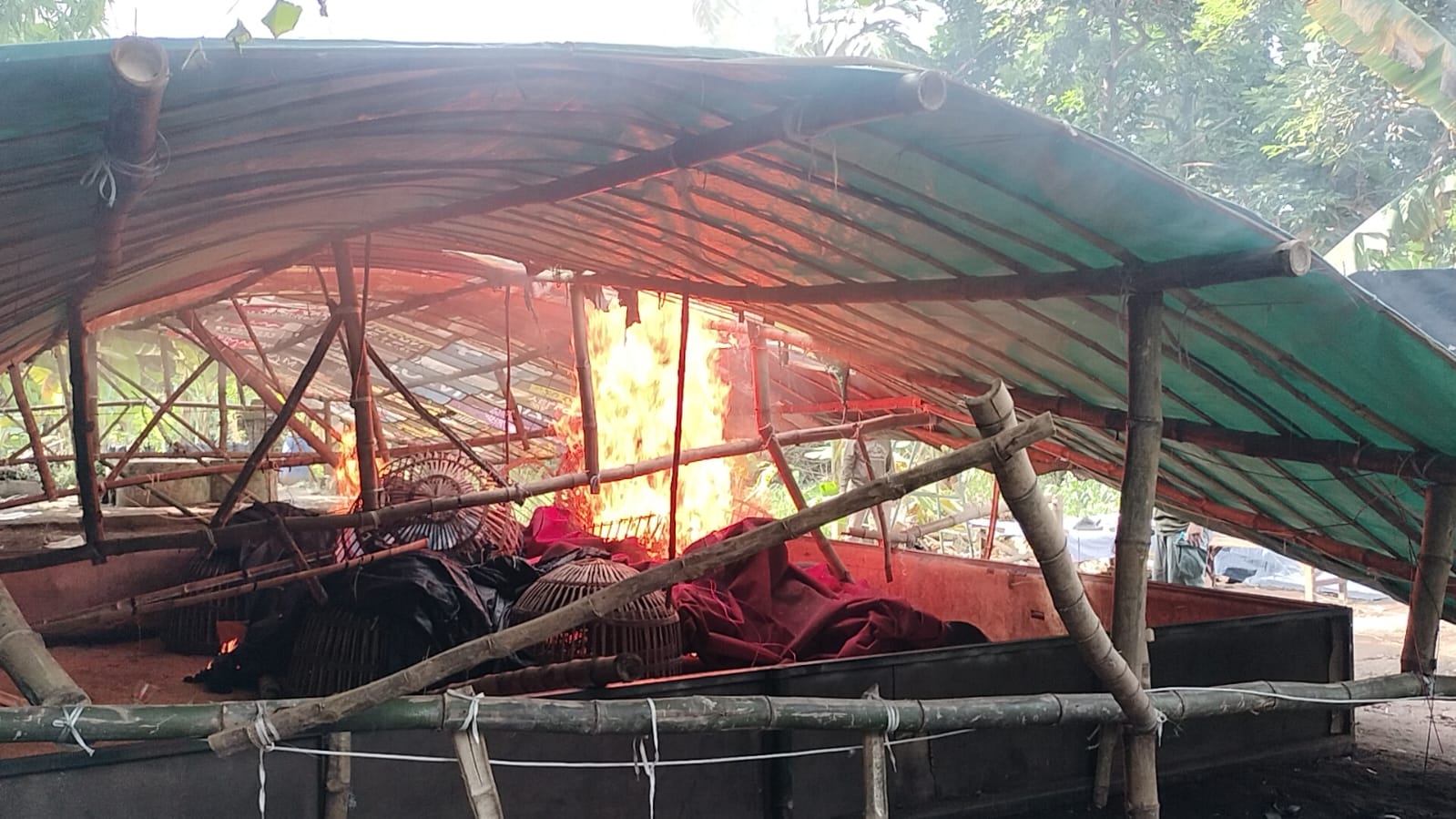 Sabung Ayam