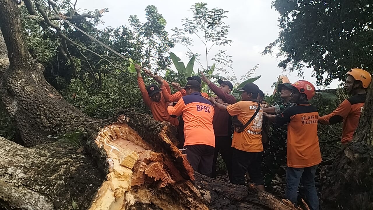 Tampak sebuah pohon sawo besar tumbang melintang menimpa atap garasi di Desa Sukosari, Trawas, Mojokerto. Sebagian struktur bangunan rusak dan mobil sedan terlihat berada di bawah reruntuhan.