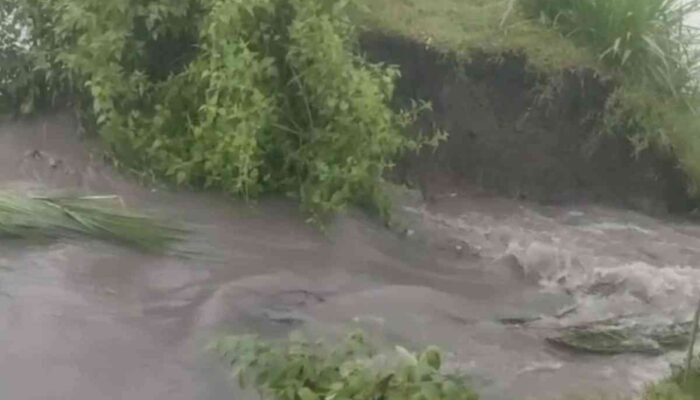 Tanggul Jebol di Desa Salen, 10 Hektare Sawah Tergenang