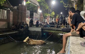 Petugas BPBD dan Damkar berupaya mengevakuasi sapi kurban yang tercebur ke sungai depan Ponpes Tebuireng Jombang, Sabtu (7/6/2025) petang
