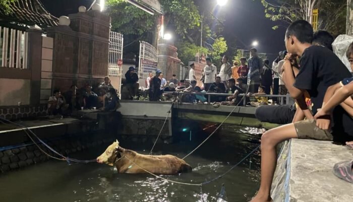 Sapi Kurban Tebuoreng Jombang Mengamuk dan Tercebur ke Sungai