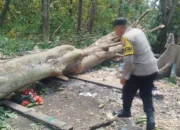 Petugas dan warga mengevakuasi korban kuli kayu tertimpa pohon di Magersari, Mojokerto