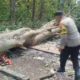 Petugas dan warga mengevakuasi korban kuli kayu tertimpa pohon di Magersari, Mojokerto