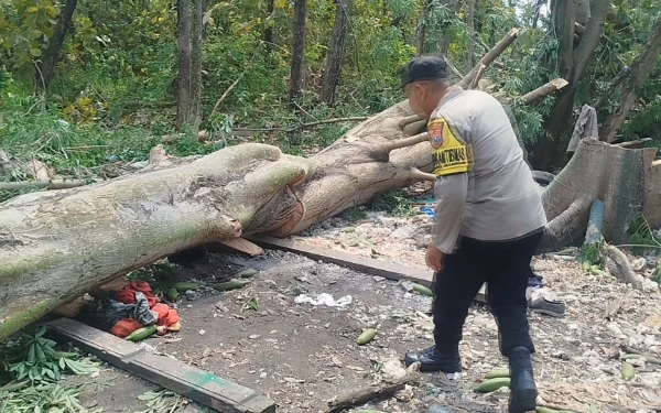 Petugas dan warga mengevakuasi korban kuli kayu tertimpa pohon di Magersari, Mojokerto