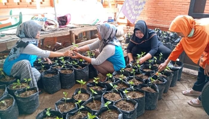 Kasur Guling Lama Mas Pur: Inovasi Hijau Kelurahan Purwotengah Ubah Lingkungan Jadi Ladang Sayur