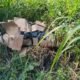 mayat terbungkus kardus di Gresik