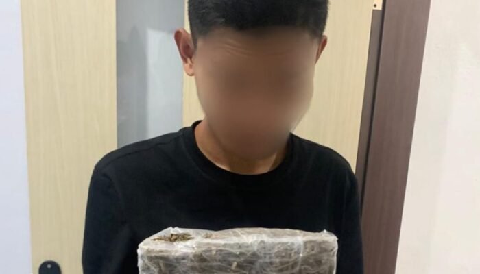 Ambil Paket Ganja di Jasa Ekspedisi, Mahasiswa di Ternate Dibekuk Polisi