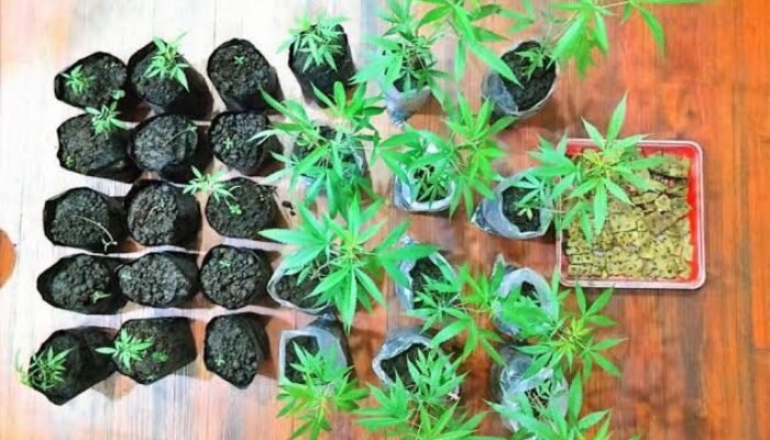 Polres Malang Gerebek Rumah Bandar Sabu, Temukan Kebun Ganja Siap Panen di Tumpang