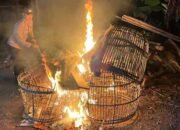 Polisi bongkar arena sabung ayam di Malang