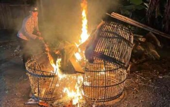 Polisi bongkar arena sabung ayam di Malang