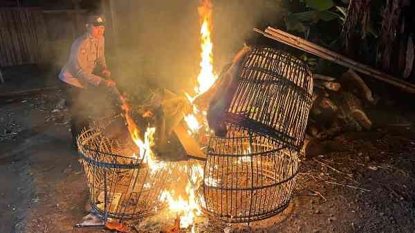 Polisi bongkar arena sabung ayam di Malang