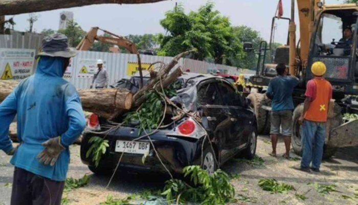 Pohon Tumbang di Proyek Revitalisasi Alun-alun Sidoarjo, Mobil Brio Ringsek, 4 Motor Rusak