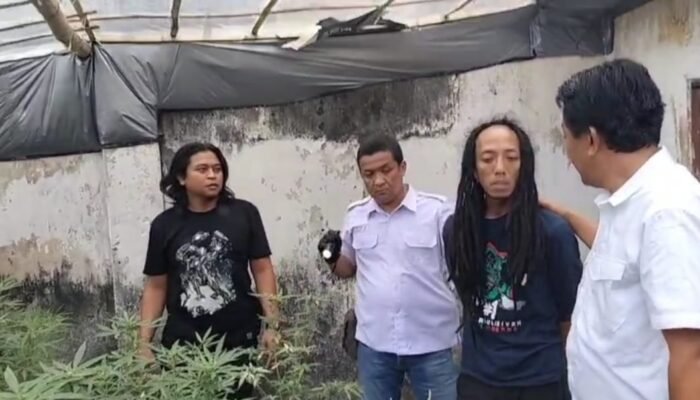 Gerebek Rumah Kontrakan di Jombang, Polisi Sita 110 Batang Tanaman Ganja Dalam Pot